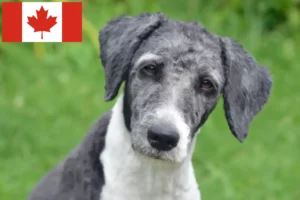 Lees meer over het artikel Aussiedoodle fokkers en puppies in Canada