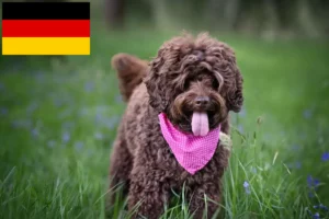 Lees meer over het artikel Australische Labradoodle fokkers en puppies in Duitsland