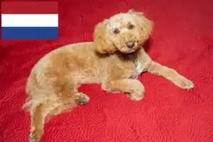 Lees meer over het artikel Australische Labradoodle fokkers en puppies in Nederland