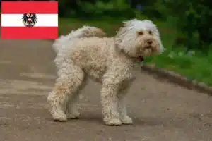 Lees meer over het artikel Australische Labradoodle fokkers en puppies in Oostenrijk