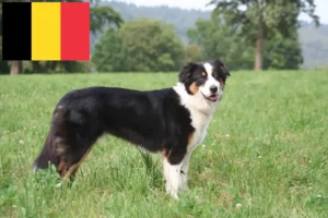 Lees meer over het artikel Australian Shepherd fokkers en pups in België