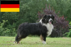 Lees meer over het artikel Australian Shepherd fokkers en puppy’s in Duitsland