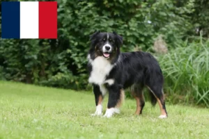 Lees meer over het artikel Australian Shepherd fokkers en pups in Réunion