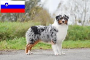 Lees meer over het artikel Australian Shepherd fokkers en pups in Slovenië