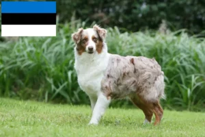 Lees meer over het artikel Australian Shepherd fokkers en pups in Estland