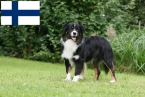 Lees meer over het artikel Australian Shepherd fokkers en pups in Finland