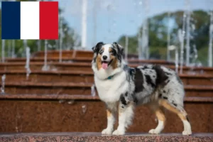 Lees meer over het artikel Australian Shepherd fokkers en pups in Frankrijk