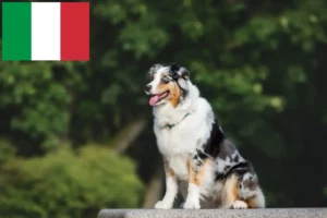 Lees meer over het artikel Australian Shepherd fokkers en puppy’s in Italië