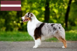 Lees meer over het artikel Australian Shepherd fokkers en pups in Letland