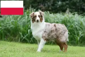 Lees meer over het artikel Australian Shepherd fokkers en pups in Polen