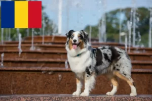 Lees meer over het artikel Australian Shepherd fokkers en pups in Roemenië