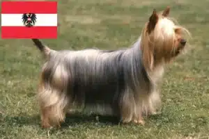 Lees meer over het artikel Australische zijde terriër fokkers en puppies in Oostenrijk