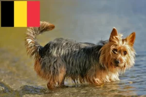 Lees meer over het artikel Australian Terrier fokkers en puppies in België