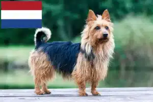 Lees meer over het artikel Australian Terrier fokkers en puppies in Nederland