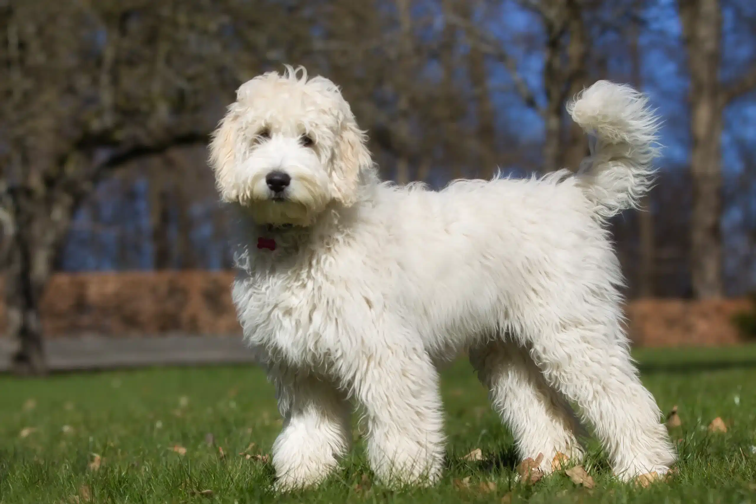 Lees meer over het artikel Australische Labradoodle Fokker