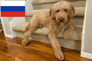 Lees meer over het artikel Australische Labradoodle fokkers en puppies in Rusland