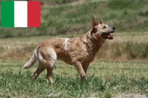 Lees meer over het artikel Australische Runderhonden fokkers en puppies in Italië