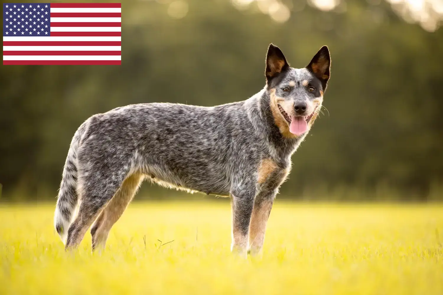 Australische Veedrijvershond puppies en fokkers USA Hier vind je fokkers van Australische Veedrijvershonden in de Verenigde Staten.