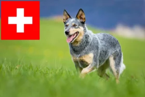 Lees meer over het artikel Australische Runderhondenfokkers en puppies in Zwitserland