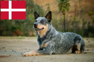 Lees meer over het artikel Australische Runderhondenfokkers en puppy’s in Denemarken