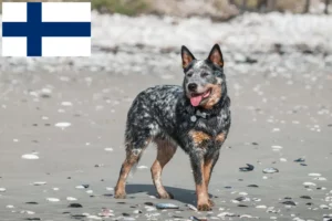 Lees meer over het artikel Australische Runderhonden fokkers en puppies in Finland