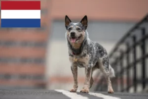 Lees meer over het artikel Australische Runderhonden fokkers en puppies in Nederland