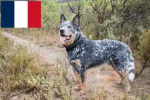Lees meer over het artikel Australische Runderhonden fokkers en puppies in Frankrijk