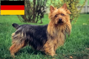 Lees meer over het artikel Australian Terrier fokkers en puppies in Duitsland