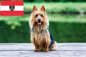 Lees meer over het artikel Australian Terrier fokkers en puppies in Oostenrijk