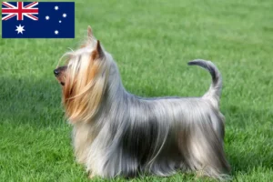 Lees meer over het artikel Australische zijde terriër fokkers en puppies in Australië
