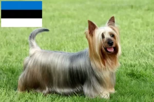 Lees meer over het artikel Australische zijde terriër fokkers en pups in Estland