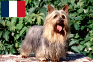 Lees meer over het artikel Australische zijde terriër fokkers en puppies in Frankrijk
