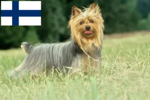 Lees meer over het artikel Australische zijde terriër fokkers en pups in Finland