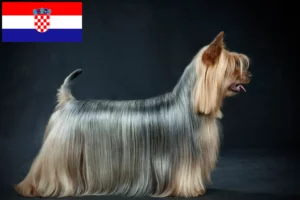 Lees meer over het artikel Australische zijde terriër fokkers en puppies in Kroatië