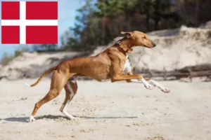 Lees meer over het artikel Azawakh fokkers en pups in Denemarken