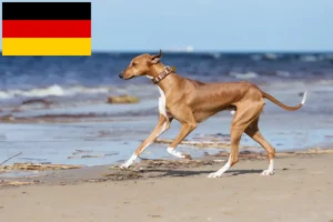 Lees meer over het artikel Azawakh fokkers en puppies in Duitsland