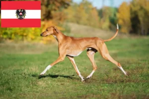 Lees meer over het artikel Azawakh fokkers en pups in Oostenrijk