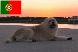 Lees meer over het artikel Barbado da Terceira fokkers en pups in Portugal