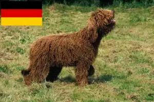 Lees meer over het artikel Barbet fokkers en pups in Duitsland