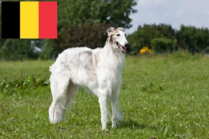 Lees meer over het artikel Barsoi fokkers en puppies in België