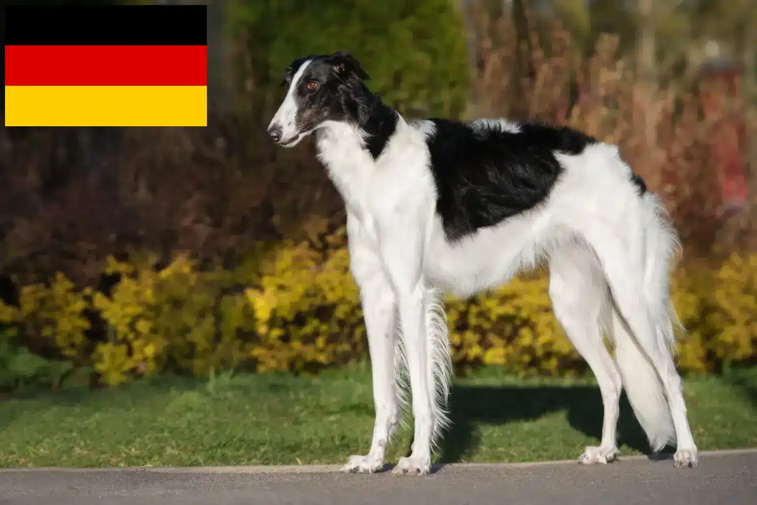 Barsoi pups en fokkers Duitsland Hier vind je Barsoi fokkers in Duitsland.