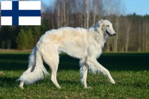 Lees meer over het artikel Barsoi fokkers en pups in Finland