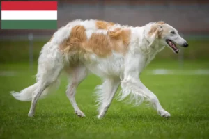 Lees meer over het artikel Barsoi fokkers en puppies in Hongarije
