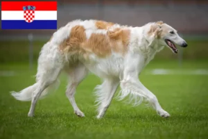 Lees meer over het artikel Barsoi fokkers en puppies in Kroatië