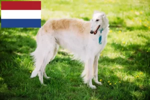 Lees meer over het artikel Barsoi fokkers en pups in Nederland
