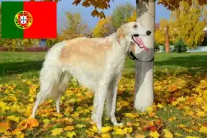 Lees meer over het artikel Barsoi fokkers en puppies in Portugal