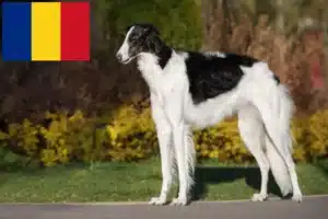 Lees meer over het artikel Barsoi fokkers en puppies in Roemenië