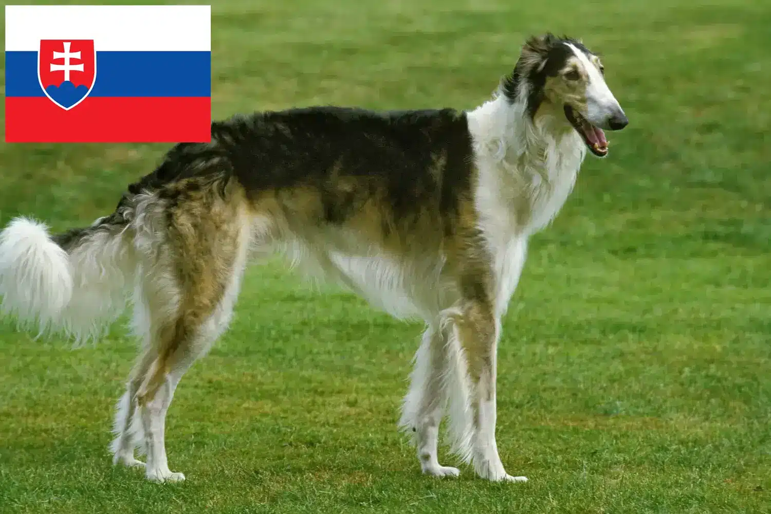 Barsoi pups en fokker Slowakije Hier vind je Barsoi fokkers in Slowakije.