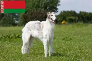 Lees meer over het artikel Barsoi fokkers en puppies in Wit-Rusland