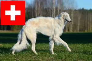 Lees meer over het artikel Barsoi fokkers en puppies in Zwitserland